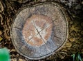 Brown circle Tree stump of Baphia racemosa or Camwood in a botanical garden.