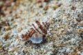 Brown lies on the beach after high tide.