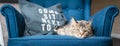 Brown classic Maine coon cat lying on the blue armchair