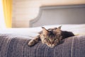 Brown classic Maine coon cat lying on the sofa Royalty Free Stock Photo