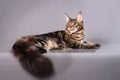 Brown Classic Torbie Maine coon cat lying on grey background Royalty Free Stock Photo