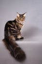 Brown Classic Torbie Maine coon cat sitting on grey background