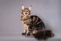 Brown Classic Torbie Maine coon cat sitting on grey background Royalty Free Stock Photo