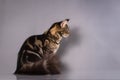 Brown Classic Torbie Maine coon cat sitting on grey background Royalty Free Stock Photo