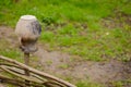Brown clay pot on a wicker fence. Royalty Free Stock Photo