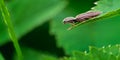 Brown Click Beetle, Agriotes obscurus on Nettle Leaf in a Sea of Green