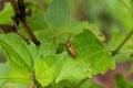 Brown click beetle