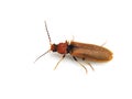 Brown click beetle Royalty Free Stock Photo
