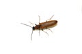 Brown click beetle on white background