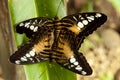 Brown Clipper Butterflies Mating - Philippines Royalty Free Stock Photo
