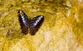Brown Clipper Butterfly Royalty Free Stock Photo