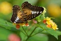 Brown Clipper butterfly Royalty Free Stock Photo