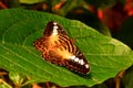 Brown Clipper butterfly portrait. Royalty Free Stock Photo