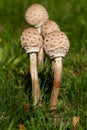 Brown close-up white spored, gilled mushrooms of macrolepiota in meadow