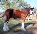 Brown Clydesdale Heavy Horse with White Feet