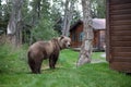 Brown Coastal Bear