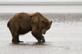 Brown Coastal Bear Clamming in Alaska Royalty Free Stock Photo