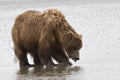 Brown Coastal Bear Digging for Clams