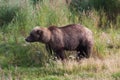 Brown Coastal Bear in grass