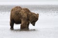 Brown Coastal Bear Hunting for Clams in Shallow Water