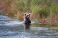 Brown Coastal Bear looking for salmon