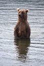 Brown Coastal Bear looking for salmon