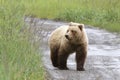 Brown Coastal Bear Walking Along a Gravel Road