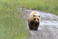 Brown Coastal Bear Walking Along a Gravel Road