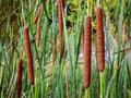 Brown cob marsh grass cattail on the river bank.