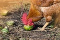 Brown cock eats outdoor. Cock eats watermelon Royalty Free Stock Photo