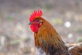 Brown cock in profile on blurred background_