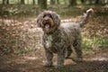 Brown Cockapoo looking at the camera Royalty Free Stock Photo