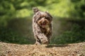 Brown Cockapoo running directly at the camera Royalty Free Stock Photo