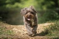 Brown Cockapoo running directly at the camera Royalty Free Stock Photo
