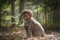 Brown Cockapoo sitting in the forest looking at the camera Royalty Free Stock Photo