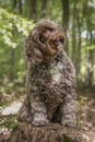 Brown Cockapoo sitting on a stump with a head tilt left