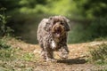 Brown Cockapoo walking directly at athe camera Royalty Free Stock Photo