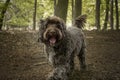Brown Cockapoo walking in the forest Royalty Free Stock Photo