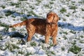 A brown cocker spaniel is standing in the garden full of snow