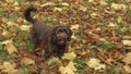 Brown cockerpoo dog stood in autumn leaves