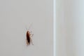 Brown cockroach close-up on a light background