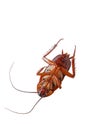 Brown cockroach . Royalty Free Stock Photo