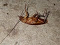 A brown cockroach lying on the floor of the house.
