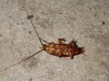 A brown cockroach lying on the floor of the house.