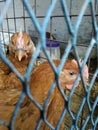 Brown cocks in the barn Royalty Free Stock Photo