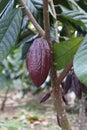 Brown cocoa fruit growing on a tree Royalty Free Stock Photo