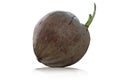 Brown coconut and young tree. Royalty Free Stock Photo