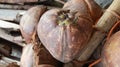 Brown coconuts are stacked together, Dried coconut