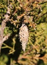 Bagworm Cocoon on an Eastern Red Cedar Tree