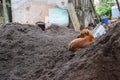 Brown color aspin breed dog looking at his left side and sitting on black soil at construction side in rainy day at kolhapur city